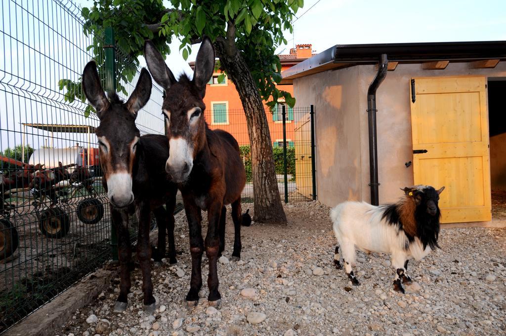 Agriturismo Al Barco Sommacampagna Exteriér fotografie